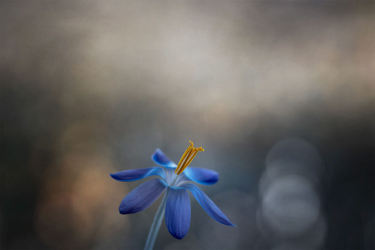 Lotte Grønkjær’s Minimalist Botanical Photography (12)