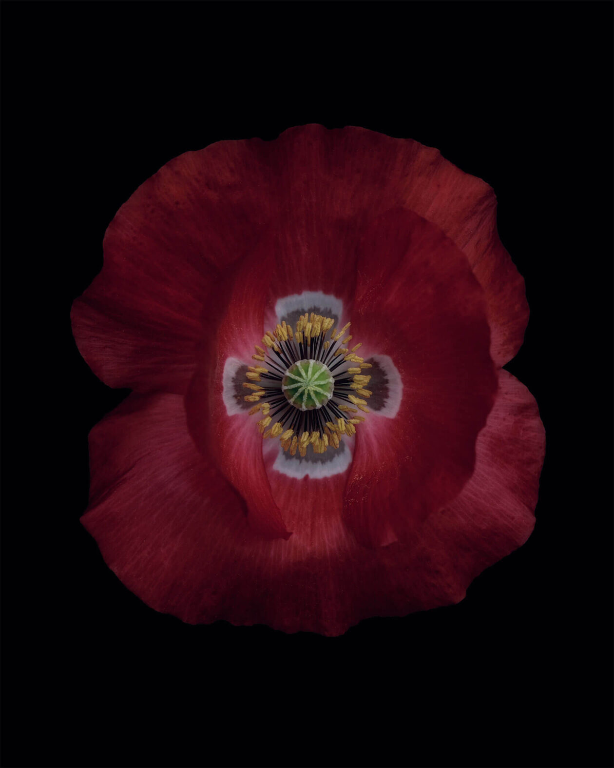 Lotte Grønkjær’s Minimalist Botanical Photography (13)