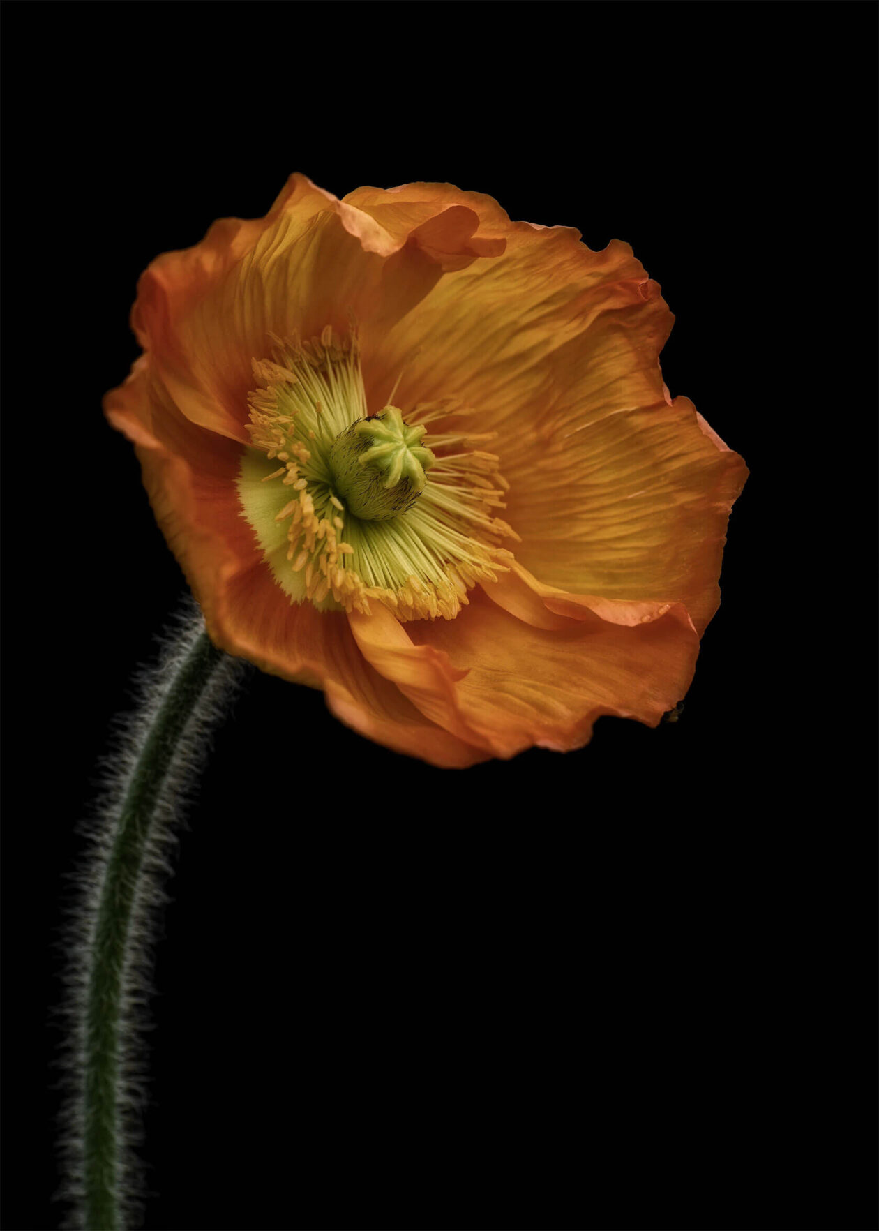 Lotte Grønkjær’s Minimalist Botanical Photography (14)