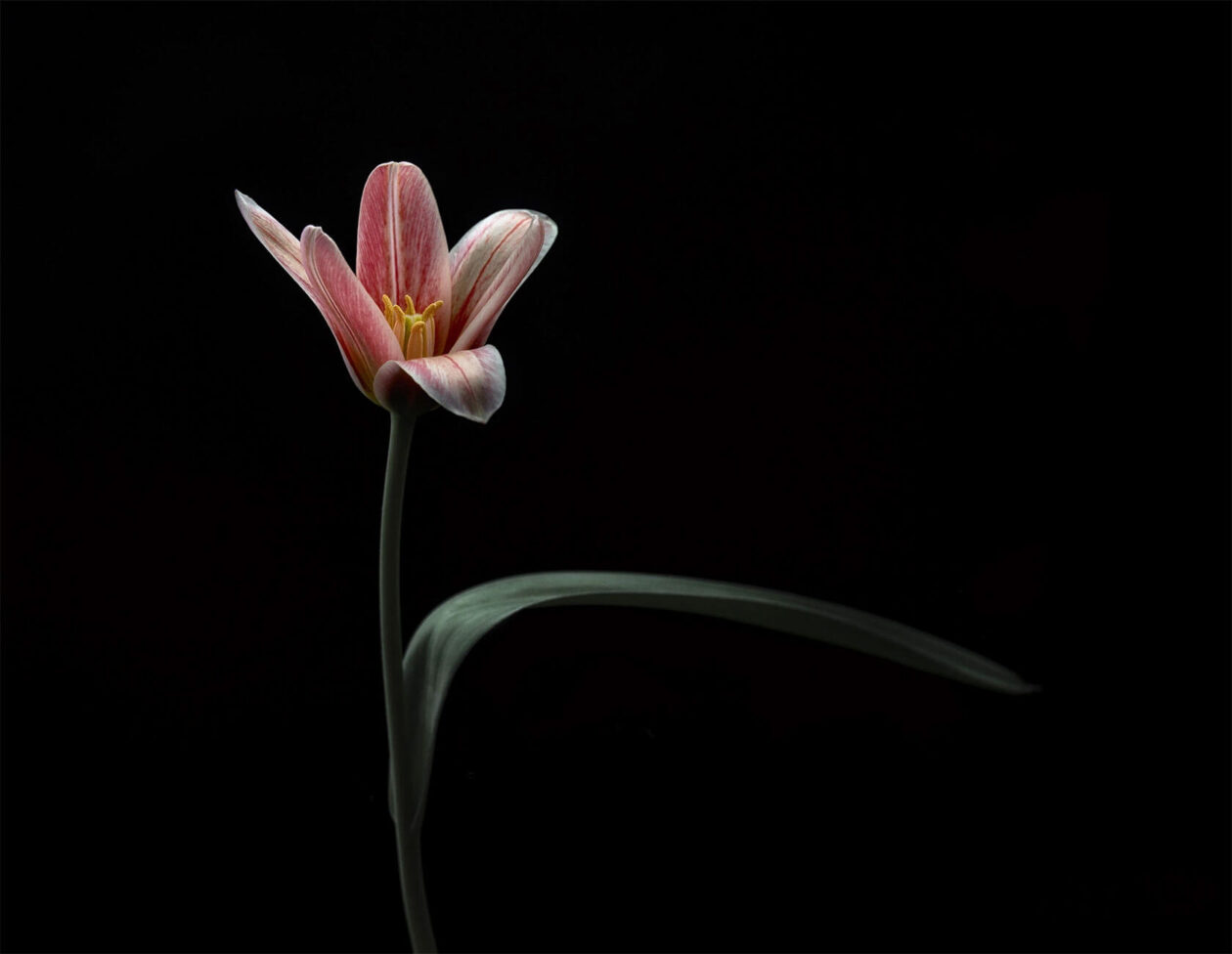 Lotte Grønkjær’s Minimalist Botanical Photography (15)