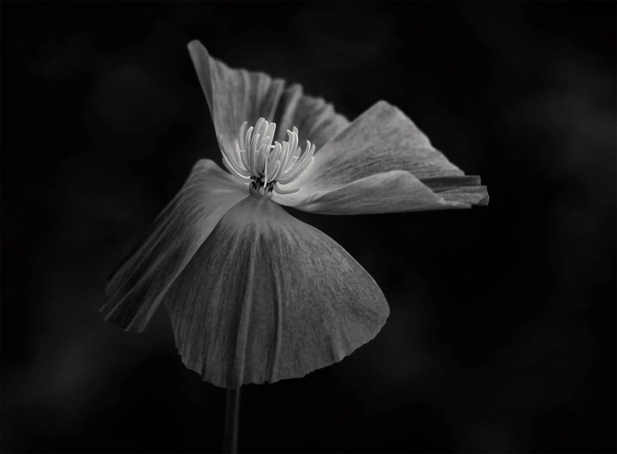 Lotte Grønkjær’s Minimalist Botanical Photography (19)