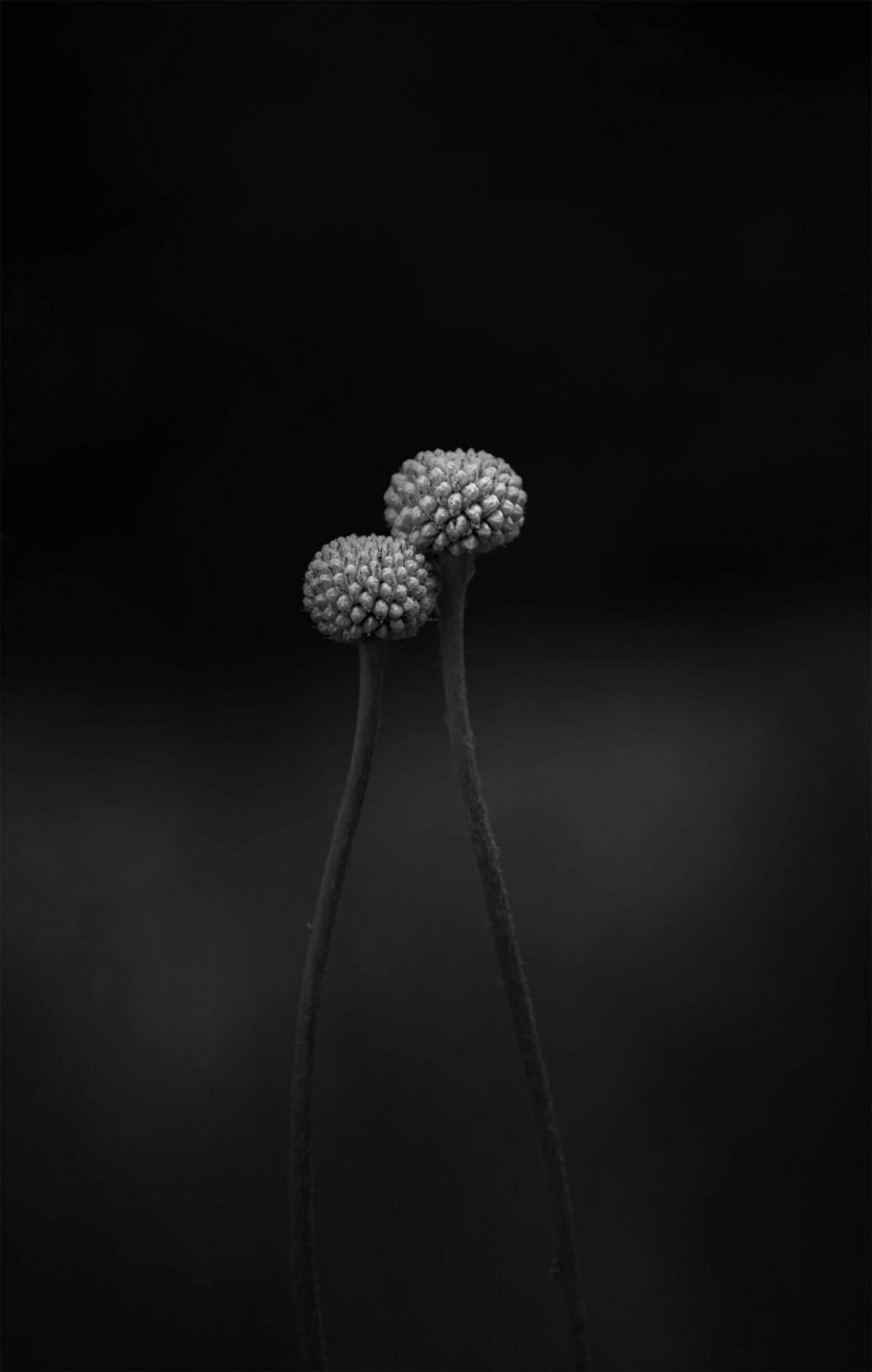 Lotte Grønkjær’s Minimalist Botanical Photography (2)