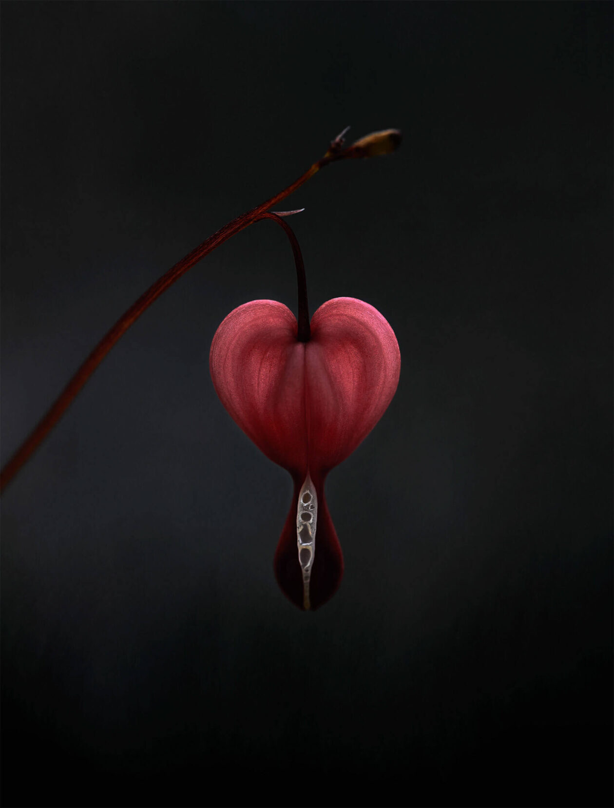 Lotte Grønkjær’s Minimalist Botanical Photography (3)