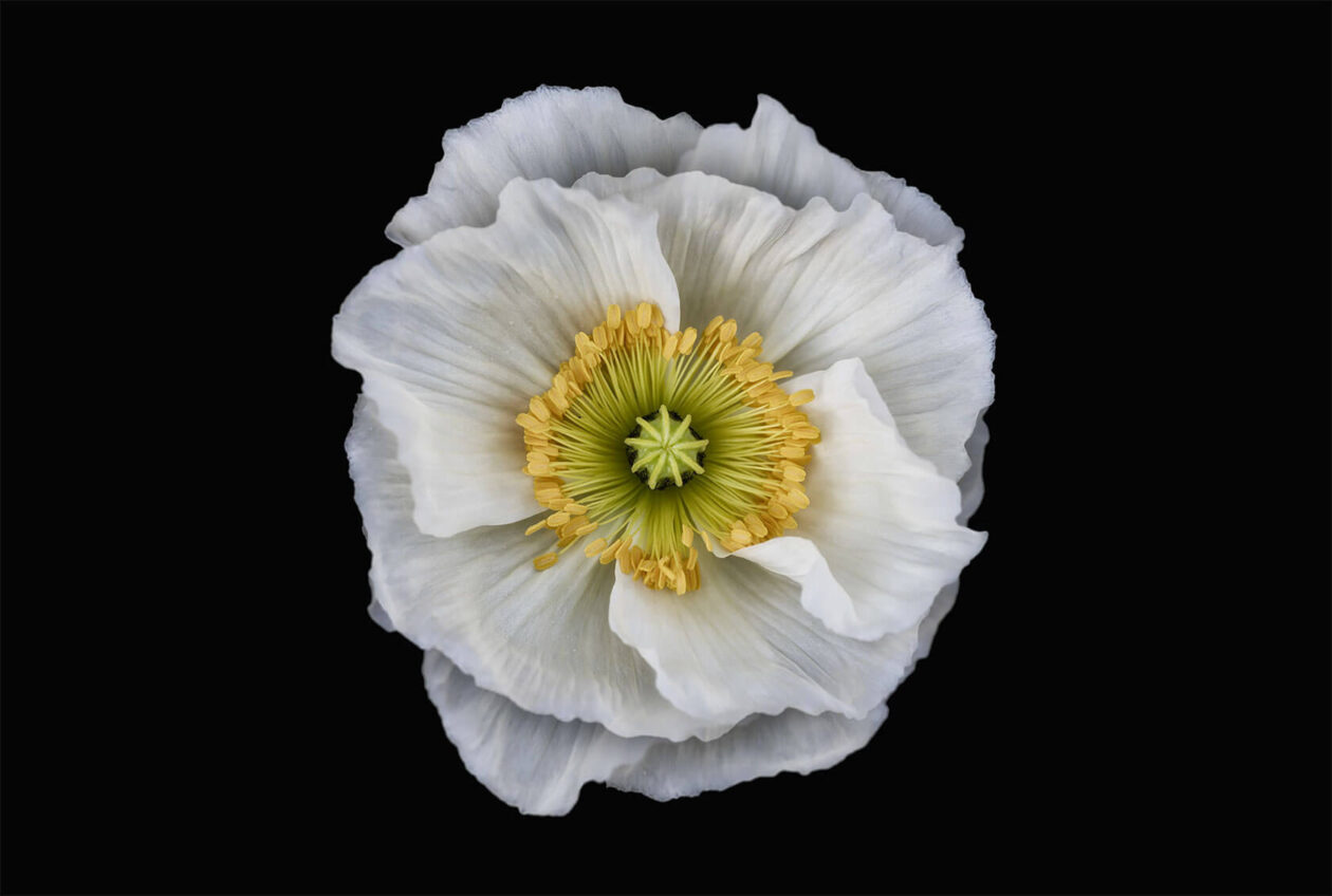 Lotte Grønkjær’s Minimalist Botanical Photography (6)