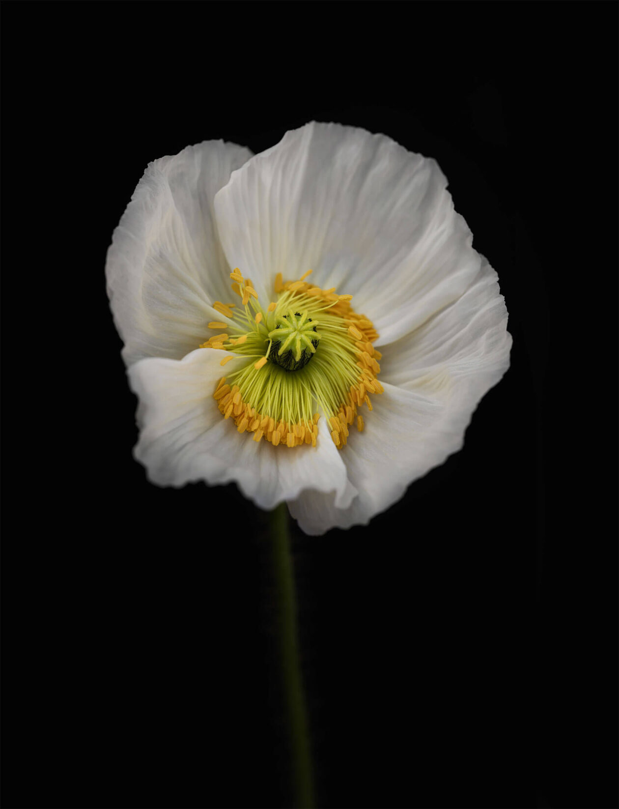 Lotte Grønkjær’s Minimalist Botanical Photography (7)