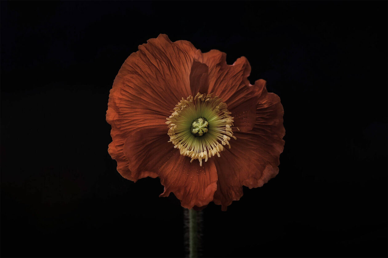 Lotte Grønkjær’s Minimalist Botanical Photography (8)