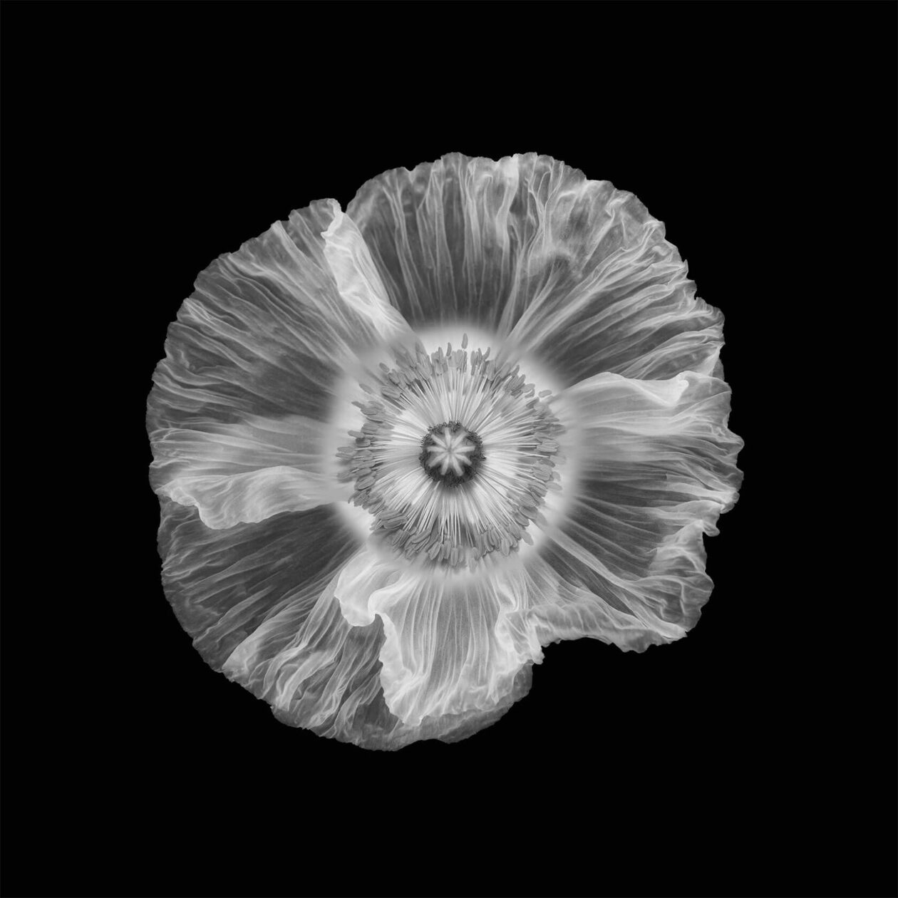 Lotte Grønkjær’s Minimalist Botanical Photography (9)
