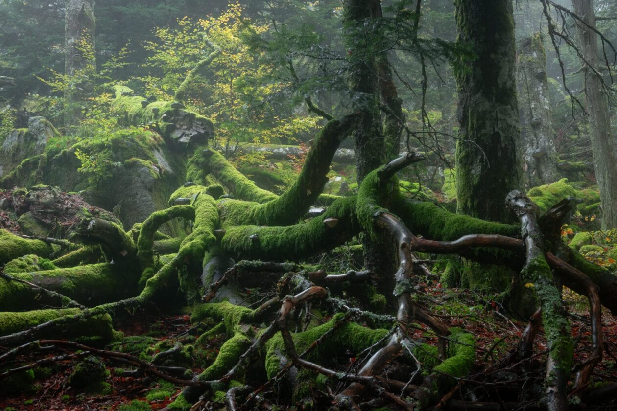 Frédéric Demeuse’s Forgotten Places Series (5)