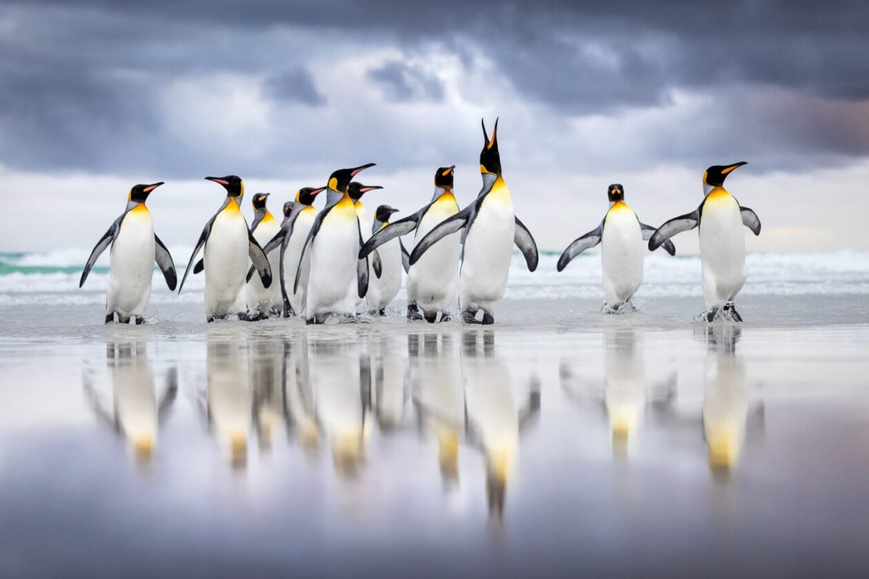 2025 Bird Photographer Of The Year (9)