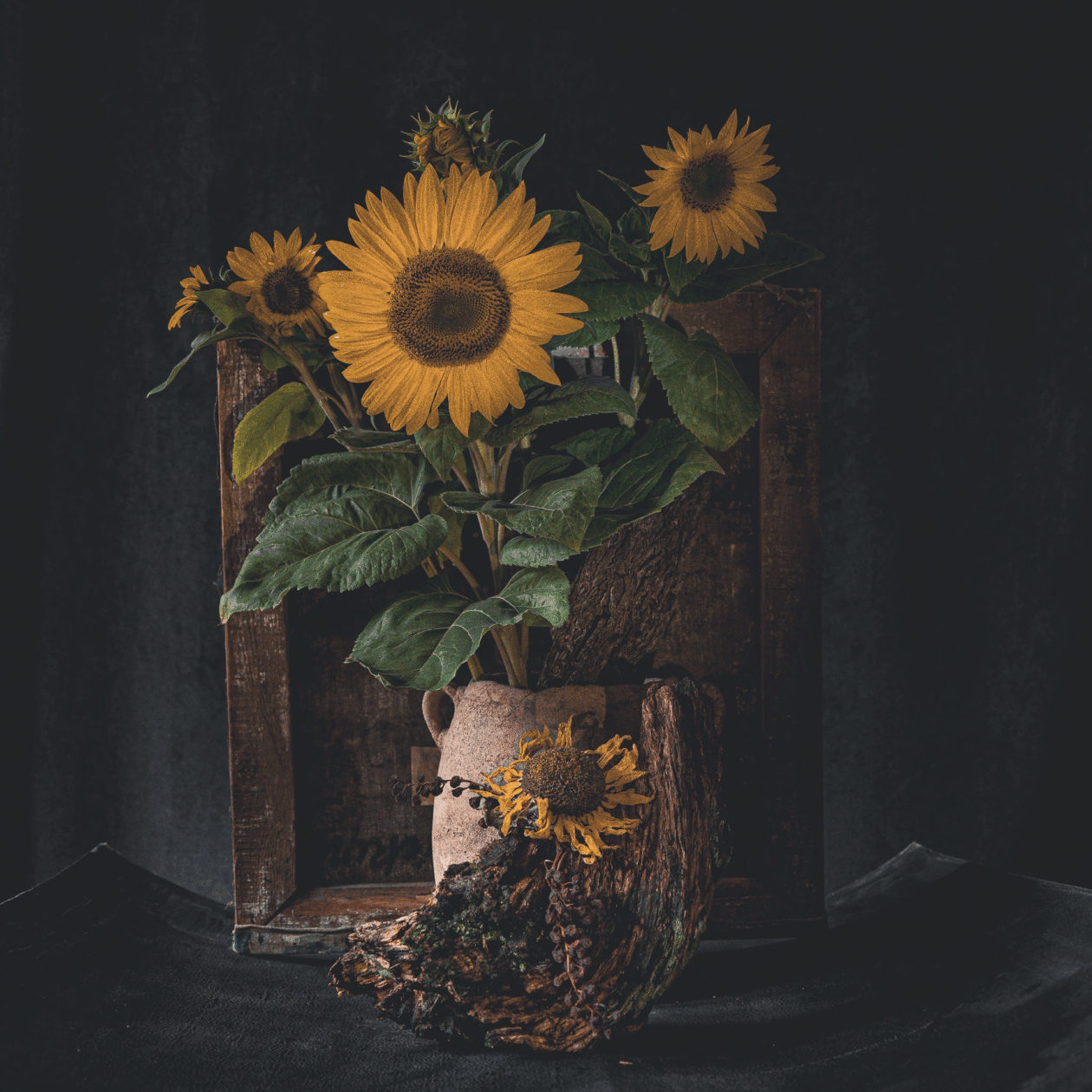 Katarzyna Mrożewska’s Sunflower Still Life Series (10)