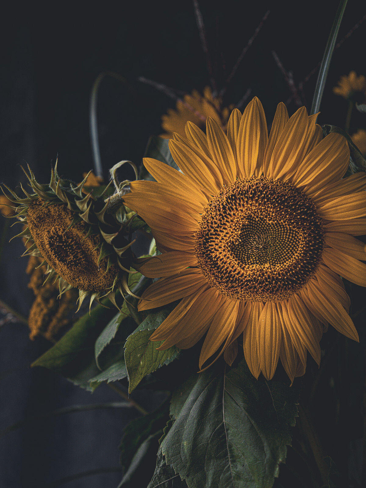 Katarzyna Mrożewska’s Sunflower Still Life Series (2)