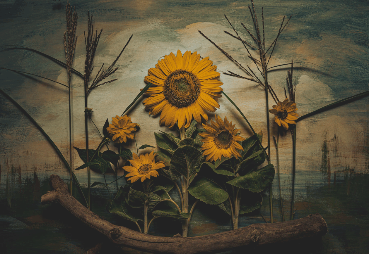 Katarzyna Mrożewska’s Sunflower Still Life Series (4)