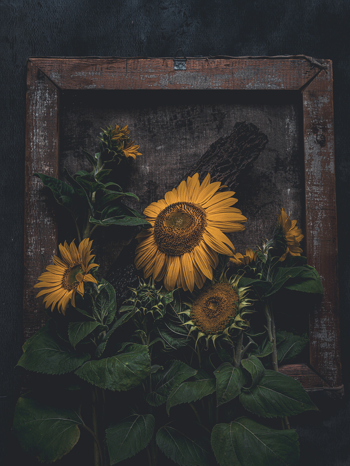 Katarzyna Mrożewska’s Sunflower Still Life Series (6)