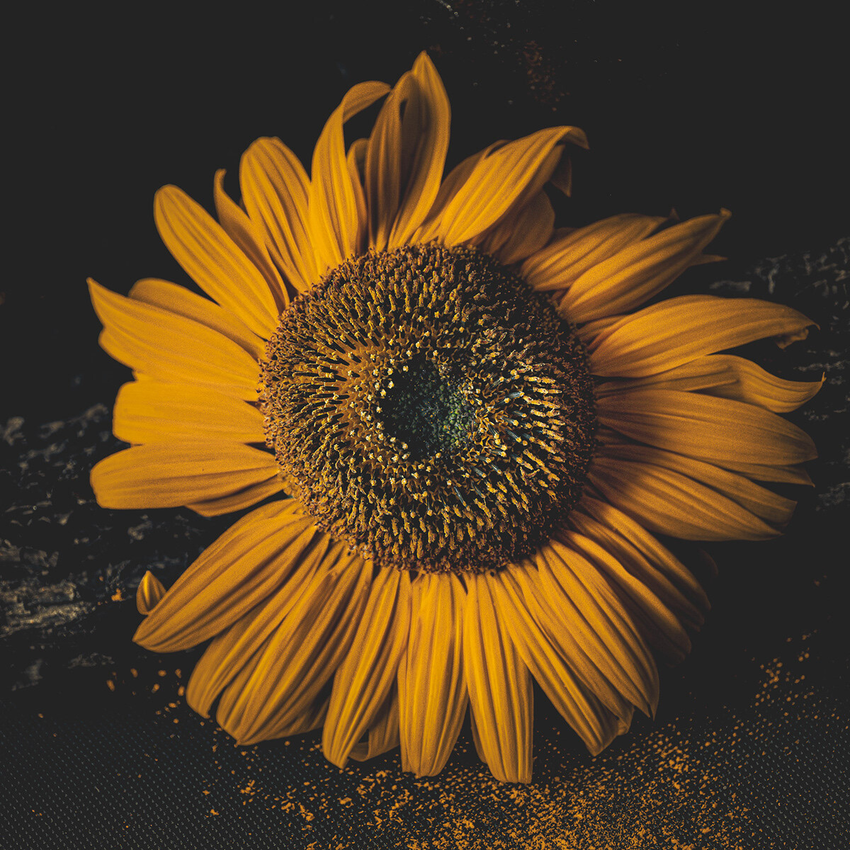Katarzyna Mrożewska’s Sunflower Still Life Series (9)
